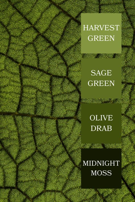 A close-up of a leaf's intricate texture, showcasing a vibrant green color palette with detailed vein patterns.
Here are the color code for the given colors:
#141902: Midnight Moss
#414f0c: Olive Drab
#5f6f21: Sage Green
#859641: Harvest Green Olive Green Color Palette, Color Scheme Generator, Green Color Palette, Aesthetic Color, Green Colour Palette, Color Harmony, Olive Green Color, Color Palette Generator, Aesthetic Colors