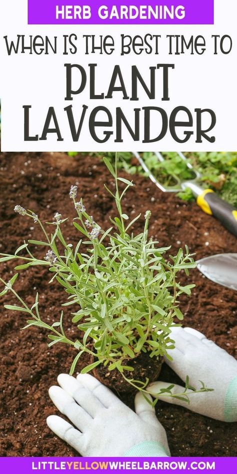 Elevate your gardening game with our in-depth exploration of when to plant lavender. Uncover the secrets to cultivating a garden oasis filled with the calming essence of lavender. From early spring preparations to late summer delights, we walk you through the strategic steps to ensure your lavender plants flourish. This comprehensive guide promises not just a garden, but a sanctuary of serenity, courtesy of your thriving lavender haven. When To Plant Lavender, Planting Lavender, Lavender Tips, Plant Lavender, Lavender Varieties, Spanish Lavender, Lavender Plants, Lavender Seeds, How To Split