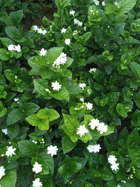 Chameli Flower, Paper Boat Memories, Jasmine Tree, Chocolate Snap, Regrow Vegetables, Jasmine Plant, Herbal Plants, Beautiful Pink Flowers, Jasmine Flower