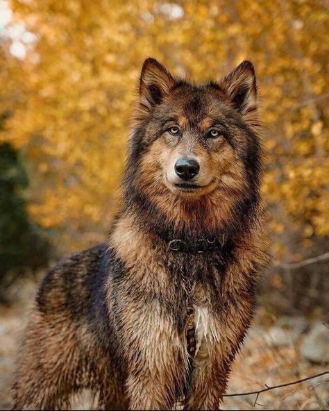 Wolfdog Hybrid, Baby Wolves, Best Guard Dogs, Wolf Hybrid, African Wild Dog, Crazy Dog Lady, Pretty Dogs, Kittens And Puppies, Pretty Animals