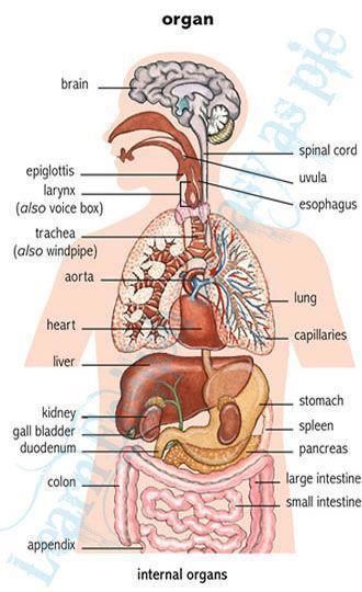 149162_10151265339817230_855612504_n Konversi Satuan, Human Body Vocabulary, अंग्रेजी व्याकरण, Tatabahasa Inggeris, Human Body Organs, Learning English For Kids, Medical School Essentials, Learning English Online, English Vocab