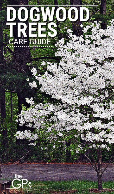 White Kousa Dogwood Tree, White Flowering Dogwood Tree, White Dogwood Tree Landscapes, How To Plant A Dogwood Tree, Small Dogwood Tree, Flowering Dogwood Tree Front Yards, Chinese Dogwood Tree, Dogwoods In Landscape, Planting Dogwood Trees