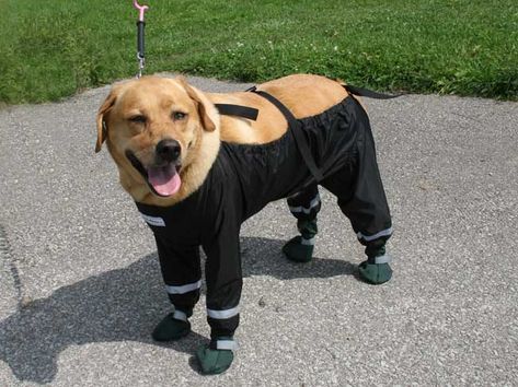 Bottom Half Dog Pants Keeps Your Dog From Getting Dirty Dog Rain Coat, Diy Cat Tower, Spanish Water Dog, Dog Snow, Dog Pants, Dog Boots, Hiking Dogs, Dog Raincoat, Snow Dogs