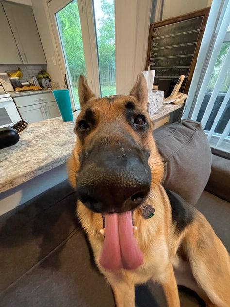 German Shepards, Cute German Shepherds, German Shepherd Aesthetic, Smiling German Shepherd, Angry German Shepherd, Silly German Shepherd, Black German Shepherd Puppies, Scary German Shepherd Aesthetic, Scary German Shepherd