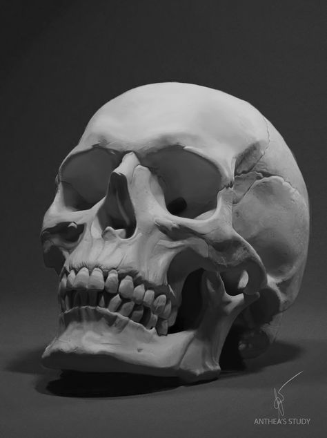 ArtStation - Skull - Anatomy Study, Anthea Lee Human Skull, Anatomy, Fan, Black And White, Human, White, Black