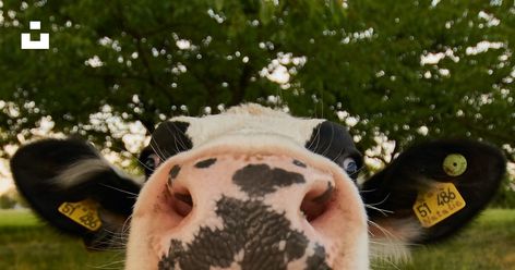 white and black cow photo – Free Animal Image on Unsplash Desktop Animal Wallpaper, Cows Wallpapers Desktop, Laptop Wallpaper Animals, Cow Computer Wallpaper, Farm Desktop Wallpaper, Cow Desktop Wallpaper, Animal Wallpaper Laptop, Desktop Wallpaper Animals, Cow Wallpaper Laptop