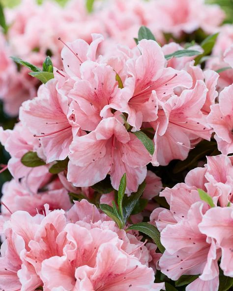 Azelea Aesthetic Flower, Azaleas Bouquet, Azela Flowers, Azealia Flower, Azalea Aesthetic, Flowers Azalea, Flower Azalea, Azalea Japonica, Azaleas Landscaping