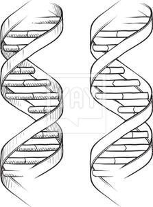 DNA double helix sketch Dna Drawing, Dna Tree, Dna Strand, Dna Project, Dna Art, Dna Tattoo, Dna Helix, New Piercing, Dna Model