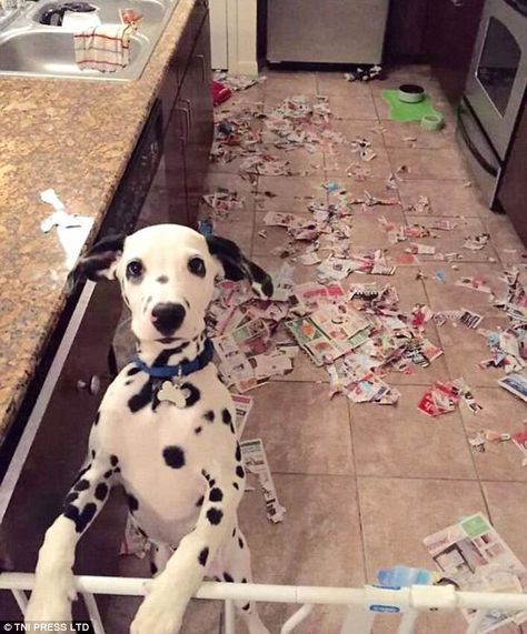 Sunday-paper funnies? Nope, I have not seen them. Dog Mess, Kinds Of Dogs, Something Bad, Funny Dog Pictures, Animal Faces, Pet Parent, Dalmatian, Dog Pictures, Funny Dogs