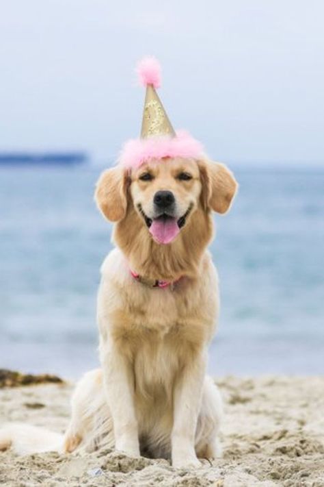 An outdoor dog party makes a lot of sense. In fact, a dog beach party is where the real fun is at. Let them run to their hearts content and tire them out before it's doggy birthday cake time. #dogparty #dogsoutdoors #dogsinnature #dogsatthebeach #beachdog #beachdoglife #dogpartyideas #dogbirthdaycake #dogbirthdayparty #poochandpoodle Outdoor Pet Gate, Doggy Birthday Cake, Dogs At The Beach, Outdoor Dog Area, Doggy Birthday, Preppy Dog, Outdoor Dog Bed, Dog Birthday Cake, Dog Area