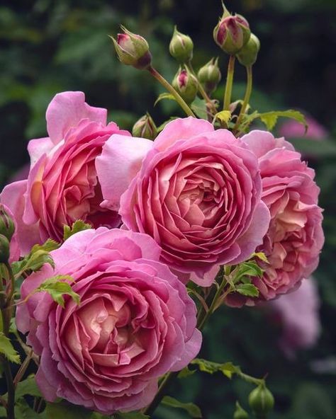 Rosette Flower, Rose Garden Design, Best Roses, Rose Flower Pictures, David Austin Roses, Early Autumn, Beautiful Rose Flowers, Pretty Plants, Beautiful Flowers Pictures