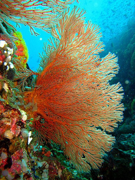 Gorgonian Sea Fan, looks more like a plant than an animal! Ocean Plants, Creature Marine, Cnidaria, Fauna Marina, Sea Fan, Sea Plants, Beneath The Sea, Under The Ocean, Beautiful Sea Creatures