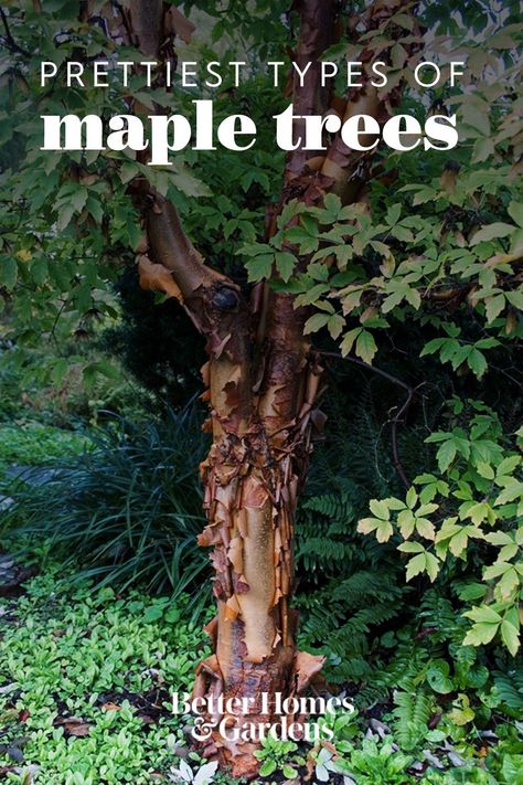 Known for their vibrant fall foliage, maples are some of the most popular landscape trees. No matter what size yard you have or the climate you live in, there's a colorful maple tree variety to fit your growing conditions. #gardenideas #gardening #gardenplants #bhg Black Maple Tree, Under Maple Tree Landscaping, Maple Trees Landscape, Maple Tree Varieties, Best Shade Trees, Maple Tree Landscape, Coral Bark Maple, Japanese Maple Varieties, Landscape Border