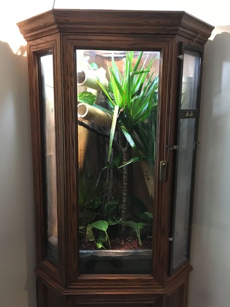 diy chameleon cage Diy vivarium Diy Chameleon Cage, Chameleon Enclosure, Gecko Vivarium, Chameleon Cage, Diy Reptile, Bearded Dragon Diy, Bearded Dragon Cage, Gecko Terrarium, Reptile Room