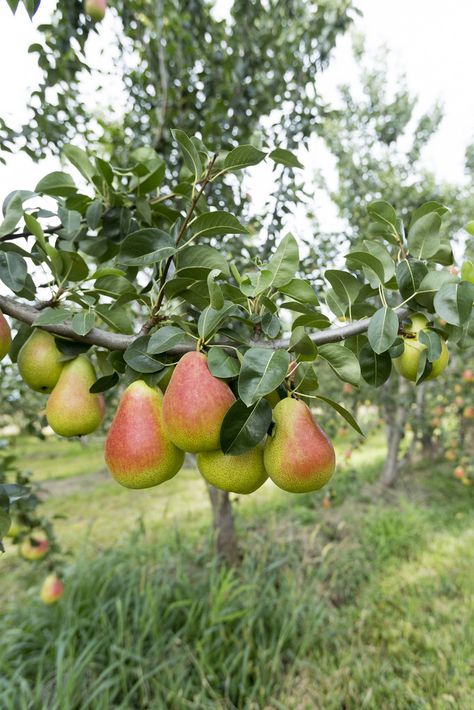 Fae Garden, Pear Fruit, Lemon Butter Sauce, Perfume Packaging, Pear Trees, Pear Tree, Beautiful Fruits, Lemon Butter, Chicken Fajitas