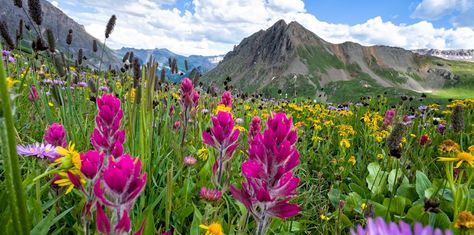 Colorado High Country Culinary Getaway Colorado Flowers, Mountain Wildflowers, Nature Calendar, Colorado Wildflowers, Southwest Colorado, Colorado Trip, Tattoo Time, Painting Reference, San Juan Mountains