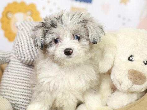 Toy Aussiedoodle, Aussie Poo, Toy Aussie, Male Toys, N Love, Blue Merle, Dog Id, Maltese, Animal Kingdom