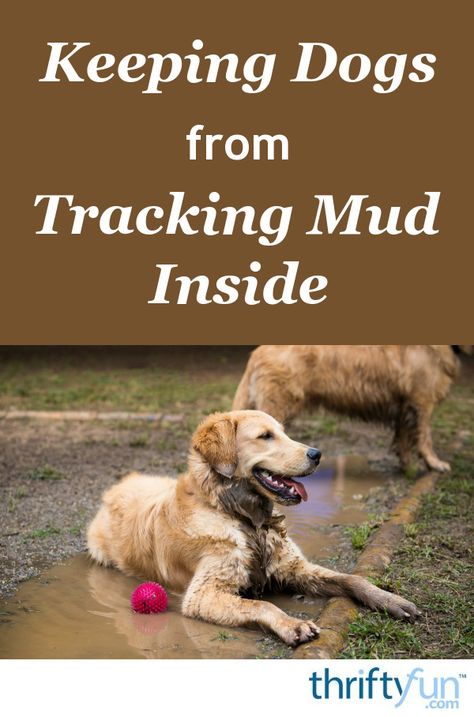 Dogs that have access to your yard can frequently track in mud. Other than wiping their feet every time they come in, this page offers some other solutions. This is a guide about keeping dogs from tracking mud inside. Muddy Dog Paw Solutions, Muddy Dog Yard Solutions, Backyard Mud Solutions, Mud Free Dog Yard, Muddy Yard Solutions Dogs, Muddy Backyard Solution Dogs, Dog Friendly Backyard, Muddy Dog, Dog Yard