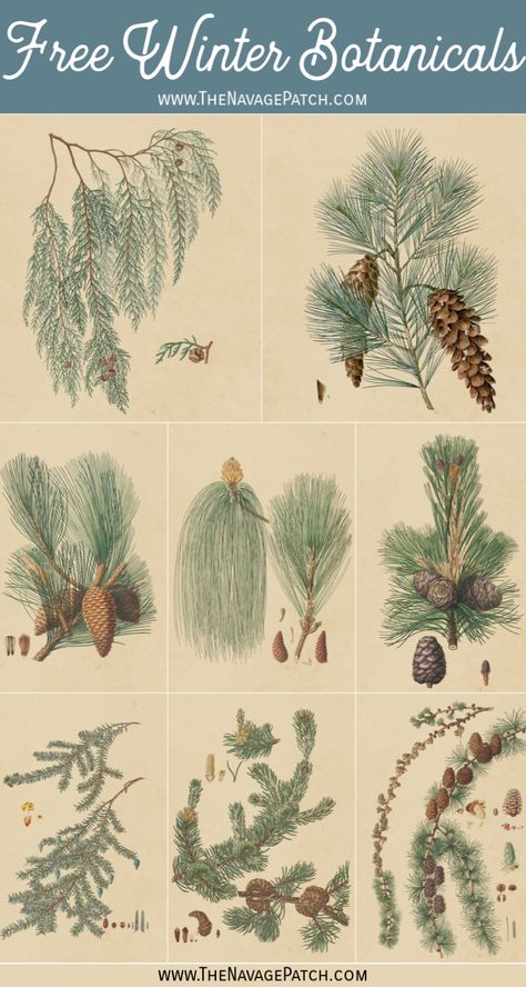 Free Winter Botanical Printables| Free printable vintage winter botanical posters | Vintage winter botanical drawings | Free printable antique botanical illustrations | Downloadable vintage art prints | Free downloadable winter botanical printables | Vintage Art Prints | #TheNavagePatch #FreePrintable #FreeDownloadables #VintagePosters #WinterBotanicals #VintageIllustrations #Farmhouse #WallArt #GalleryWall #VintageArt #Botanical #botanicalprint | TheNavagePatch.com Orchid Illustration, Botanical Printables, Botanical Posters, Winter Printables, Free Vintage Printables, Free Printable Art, Printables Free, Fall Printables, Vintage Botanical Prints