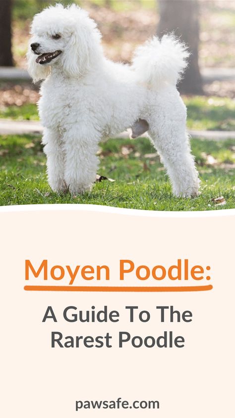 Moyen Poodles blend an ideal size with a graceful demeanor, making them perfect companions for any lifestyle. Explore their intelligence and charm in this article. #moyenpoodle #rarestpoodle #dogbreeds Moyen Poodle, All Types Of Dogs, Puppy Cut, Tea Cup Poodle, Agility Training, Miniature Poodle, Poodle Puppy, Medium Sized Dogs, Standard Poodle