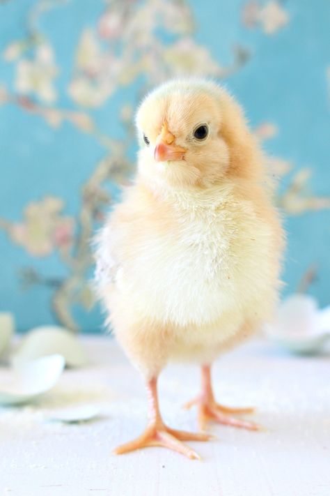 Spring Baby Chick Photos | We Got a New Batch of Chicks! Easter Aesthetic, Baby Animals Cute, Cute Ducklings, Spring Animals, Baby Chickens, Baby Chick, Cute Chickens, Baby Animals Pictures, Pet Chickens