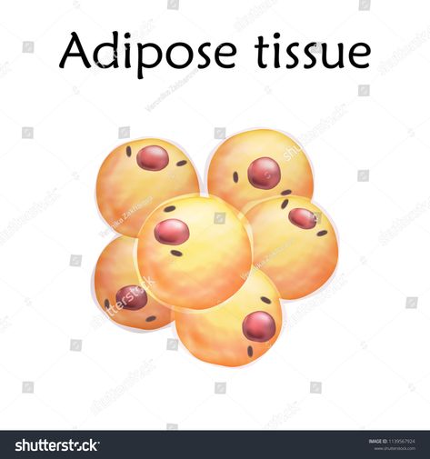 Tissue Biology, Biology Drawing, Illustration Realistic, Biology Projects, Realistic Illustration, Graphics Design Ideas, Adipose Tissue, Graphics Design, Royalty Free Photos