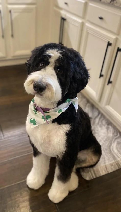 Doodle Dog Grooming, Aussie Doodle Haircuts, Mini Bernedoodle Grooming Styles, Shaved Bernedoodle, Portuguese Water Dog Haircut, Mini Aussiedoodle Haircut, Doodle Dog Haircuts, Black And White Bernedoodle, Bernedoodle Summer Cut