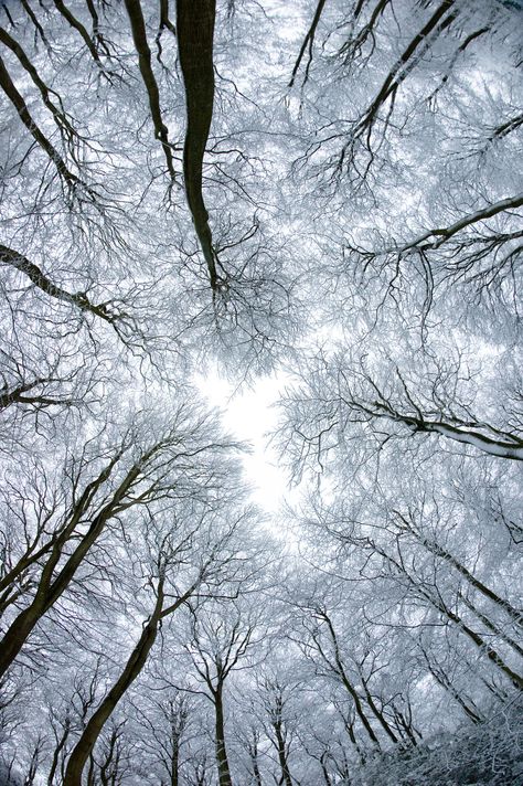 Trees in Snow Snow Photography, Tree Photography, Foto Art, Foto Inspiration, Land Art, Winter Photography, Pics Art, Beautiful Tree, Winter Snow