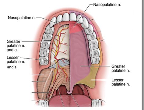 Sensory innervation of the mouth   The innervation of the oral cavity is distinct and comes primarily from the maxillary and mandibular divisions of the trigeminal nerve.  Roof of the mouth is innervated by The greater palatine and nasopalatine nerves from the maxillary division of the trigeminal nerve. ￼  Hard Palate The hard palate is formed by the palatine processes of the maxillae and the horizontal plates of the palatine bones . It is continuous behind with the soft palate. Soft Palate The soft palate is a mobile fold attached to the posterior border of the hard palate. Its free posterior border presents in the midline a conical projection called the uvula. The soft palate is continuous at the sides with the lateral wall of the pharynx. The  soft palate is composed of mucous membrane, Maxillary Nerve, Palatine Bone, Trigeminal Nerve, Soft Palate, Nerve, Division, Surgery, Anatomy, House Ideas