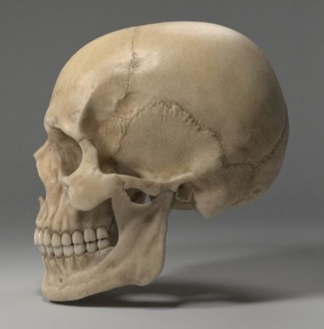 Skull Head Reference, Skull Profile Reference, Skull Drawing Reference Photo, Human Skull Reference Photography, Skeleton Head Side View, Side Skull Reference, Side View Of Skull, Human Teeth Reference, Skull Study Reference