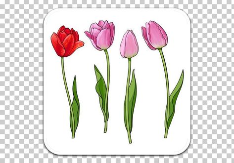 Tulip Png, Tulip Bud, Neckline Designs, Draw Drawing, Us Images, Cut Flowers, Free Png, Color Trends, Tulips