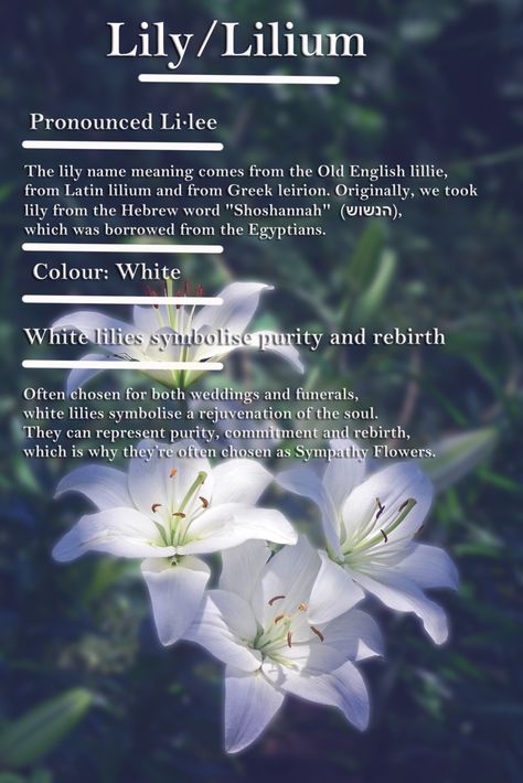 Moonflower Symbolism, White Lily Meaning, Lily Spiritual Meaning, Lily Meaning Flower, Flower Psychology, Moonflower Meaning, Flowers Language, Lily Meaning, Flowers And Their Meanings