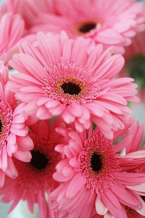 Floral. pic.twitter.com/HTNgDln7I4 Gerbera Flower, Pink Gerbera, Gerber Daisies, Gerbera Daisy, Color Flower, Pink Daisy, Everything Pink, Flower Beauty, Beach Cottages