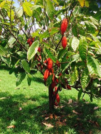 Maui Pictures, Mini Farming, Cocoa Tree, Cacao Tree, Nut Trees, Cacao Chocolate, Cocoa Beans, Banana Plants, Beech Tree