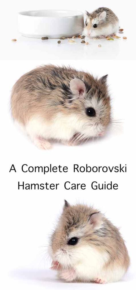 Roborovski Hamster Care Guide Hamster Cage Ideas, Hamster Kawaii, Robo Hamster, Roborovski Hamster, Hamster Breeds, Small Hamster, Hamster Life, Hamster Names, Hamster Bedding