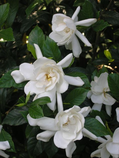 Learn how to discover which plants underscore and help define a specific garden design style. Moss Landscaping, Growing Gardenias, Gardenia Plant, Hgtv Garden, Look Wallpaper, Magic Garden, Garden Shrubs, Moon Garden, Flowering Shrubs