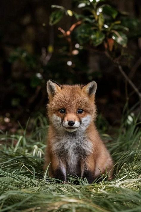 Fox Lovers Foxes Cute, Fox Eat, Baby Foxes, Cute Foxes, Wildlife Facts, Fox Animal, Baby Farm Animals, Fox Sake, Baby Wolf