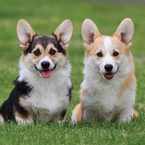 230 Twin Dog Names Two Corgis, Welsh Corgi Pembroke, Cute Corgi Puppy, Dog Kisses, Corgi Butts, Corgi Puppy, Cute Corgi, Pembroke Welsh Corgi, Corgi Dog