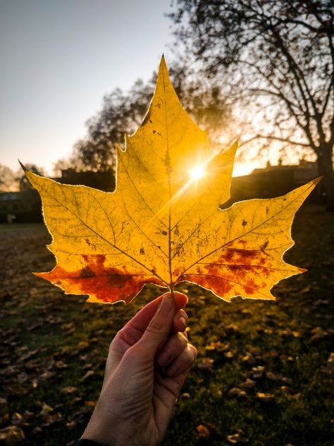 Soft Pictures, Fall Bonfire, Autumn Photoshoot, Autumn Magic, Autumn Leaves Photography, Autumn Morning, Halloween Wallpaper Iphone, Leaves Fall, Autumn Scenery