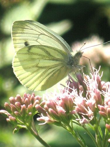 THE FAIRY SWAN Flying Flowers, Butterfly Kisses, Butterfly Effect, Green Butterfly, White Butterfly, Butterfly Garden, Butterfly Flowers, Dali, Beautiful Butterflies