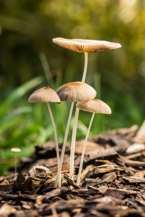 Woodland Mushrooms, Spring Mushrooms, Uk Mushrooms, Poisonous Mushrooms, Growing Mushrooms At Home, Mushroom Pictures, Mushroom Fungi, Winter Wood, Wild Mushrooms