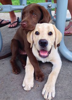 Cute Lab Puppies, Dogs Hugging, Chocolate Labs, Psy I Szczenięta, 골든 리��트리버, Labrador Retriever Puppies, Labrador Retrievers, Lab Puppies, Labrador Puppy