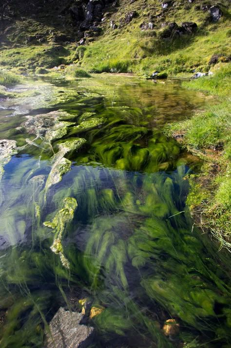 algae strewn river at Landmannalaugar Iceland Algae Aesthetic, Pond Underwater, Landmannalaugar Iceland, River Plants, Aesthetic River, River Aesthetic, Conservation Biology, Water Shoot, Background Drawing