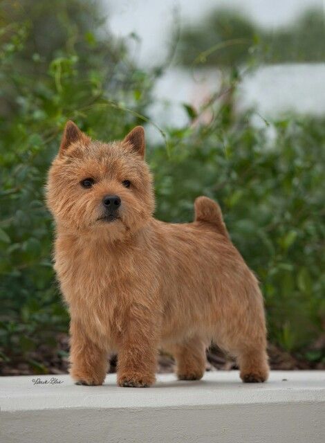 Norwich Terrier Grooming, Norwich Terrier Puppy, Norfolk Terrier, Norwich Terrier, Huge Dogs, Purebred Dogs, Cairn Terrier, Super Cute Animals, Best Dog Breeds