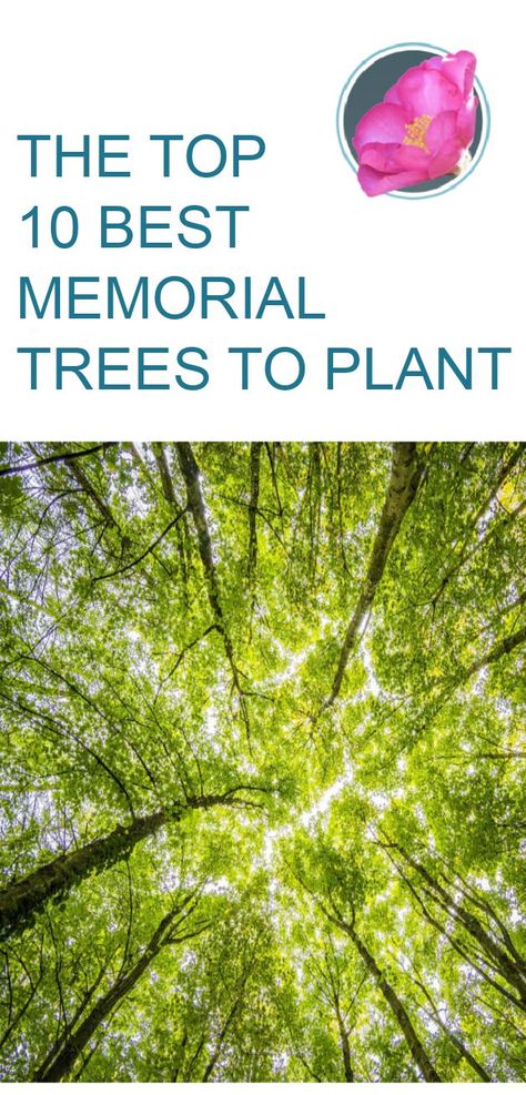 Looking for a way to remember a loved one who has passed away? Celebrate their life by choosing one of the best memorial trees to plant. Celebration Of Life Memorial Tree, Memorial Tree Celebration Of Life, Plant A Tree In Memory Of A Loved One, Memorial Tree Ideas Diy, Tree Memorial Ideas, Outdoor Memorial Ideas For Loved Ones, Memorials For Loved Ones Ideas, Memorial Tree Ideas, Small Memorial Garden Ideas