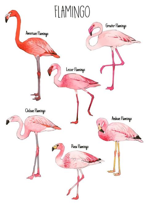 The perfect gift for those that love Flamingos or pink! It features all 6 species of Flamingo around the world! American Flamingo / Lesser Flamingo / Greater Flamingo / Chilean Flamingo / James's Flamingo / Andean Flamingo Paper: - A4 (210mm x 297mm) - A3 (297mm x 420mm) - Single sided - Archival Matt, 230gsm - Matt finish Bird Life Cycle, Flamingo Artwork, Greater Flamingo, Flamingo Pictures, Art Exploration, Flamingo Jewelry, Flamingo Painting, Funny Flamingo, Flamingo Bird