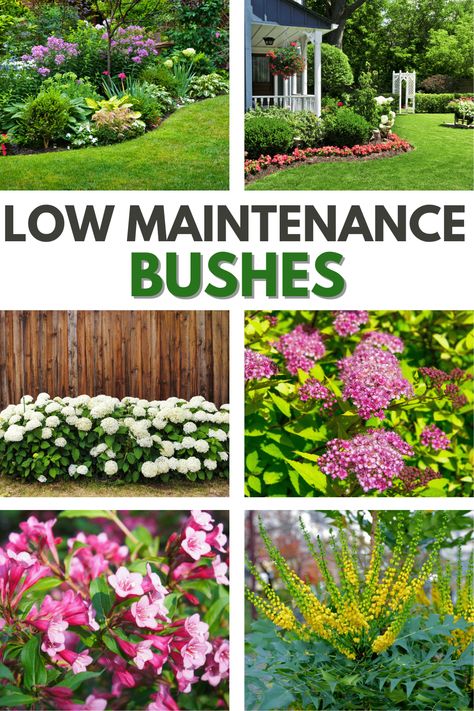 Low Maintenance Plants Outdoor, Low Maintenance Landscaping Front Yard, Shrubs For Landscaping, Low Maintenance Shrubs, Small Front Yard Landscaping, Front Yard Garden Design, Casa Patio, Easy Landscaping, Low Maintenance Landscaping