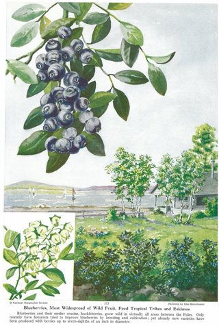 Vintage Blueberry, Vintage Book Illustration, Vintage National Geographic, 50s Retro, Botanical Illustration Vintage, Dorm Posters, Postcard Design, Fruit Print, Botanical Print