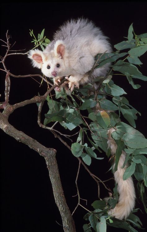 Greater Glider Possum Greater Glider, Possum Art, Ringtail Possum, Tierischer Humor, Interesting Animals, Animale Rare, Unusual Animals, Rare Animals, Pretty Animals