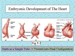 The cardiovascular system is the first system to form and function in an embryo, and the heart is the first functional organ.The human heart develops on day 18 or 19 following fertilization. In response to induction signals from development of embryonic heart development - - Embryology Of The Heart, Cath Lab Nursing, Heart Circulation, Human Physiology, Embryonic Development, Montessori Teacher, Human Organs, Studying Medicine, Student Info